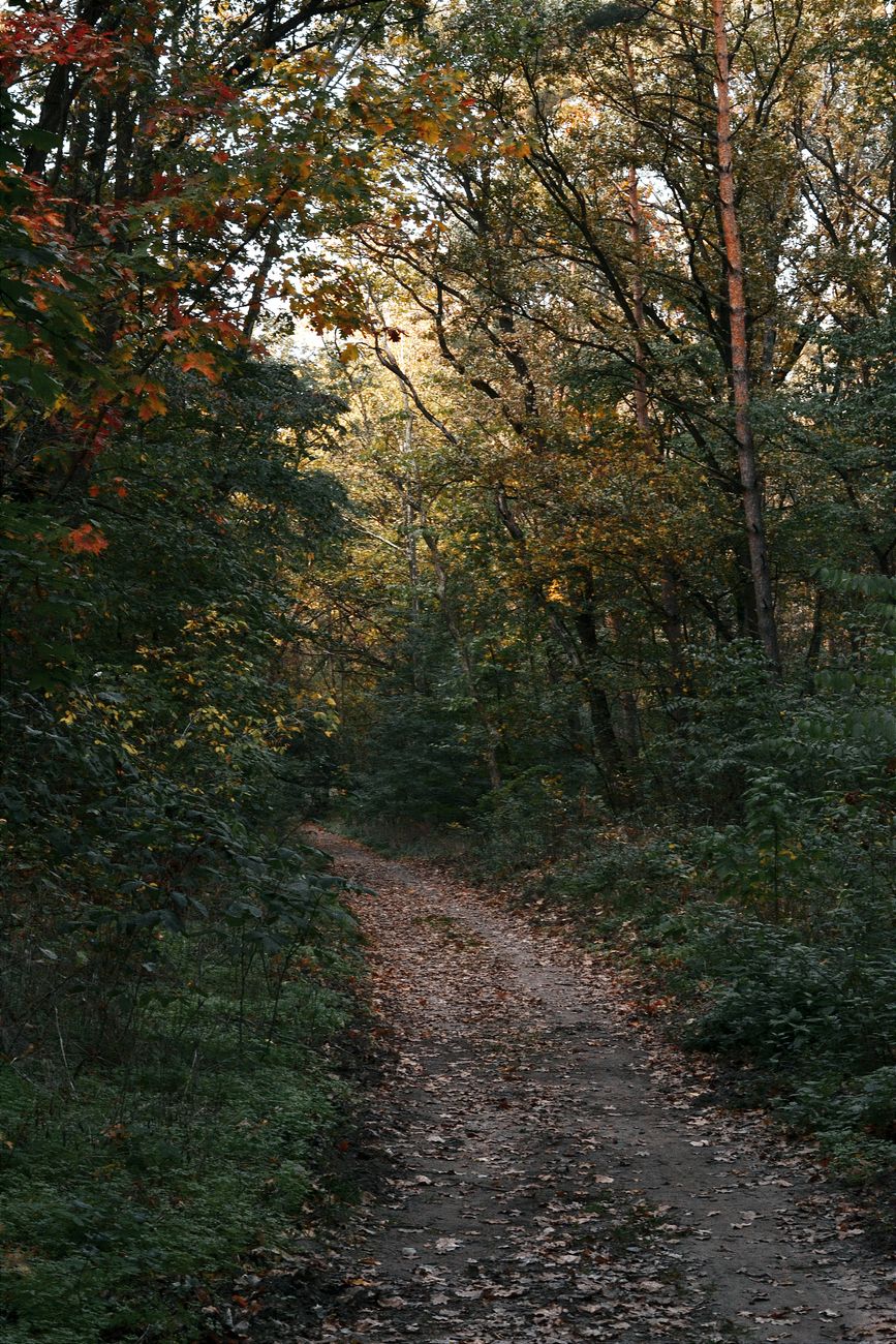 Into the Woods
